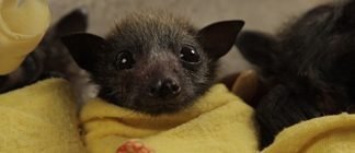 Top Ten Reasons to Love Bats