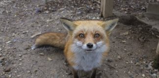 Top Ten Fun Fox Facts red fox stare