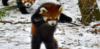 Caption This: What is this Red Panda Thinking?
