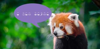 Can You Decode these Red Panda Jokes?