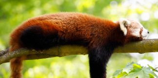 Lazy like a Red Panda