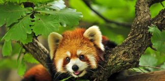 Quiz: Are you a Red Panda?