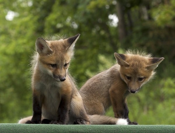 Red fox cubs