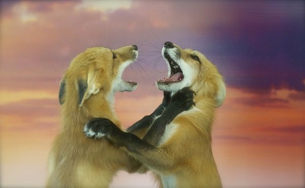red_foxes_playing