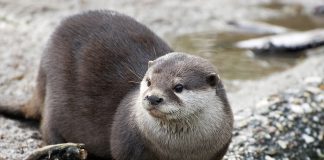 Helping Out River Otters
