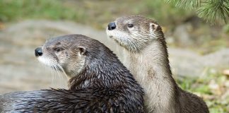 Our newest project is otter-ly amazing!