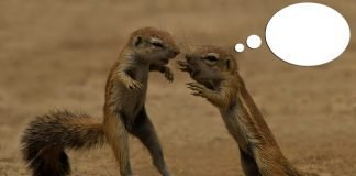 Caption This! What’s This Rodent Thinking?