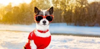 To hibernate or not to hibernate…