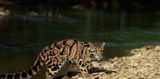 Top Ten BIGGEST Cats clouded leopard