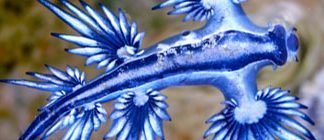 9 Sea Creatures Who Are Out of This World!