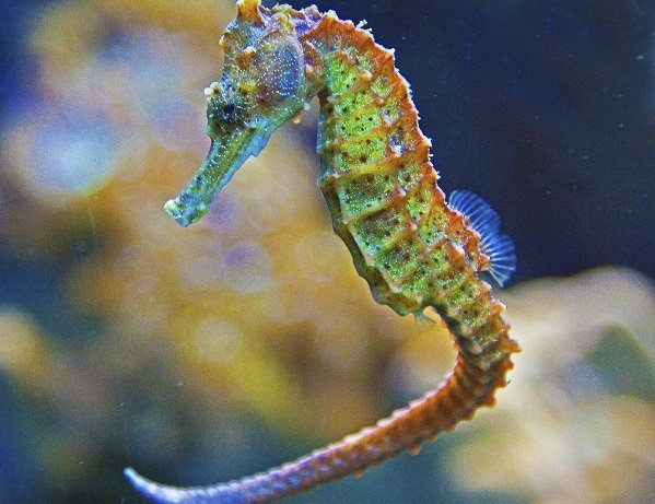 seahorse, colourful