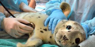 Ask The Marine Mammal Center Anything!