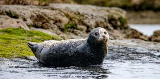 Hype up for harbor seals!