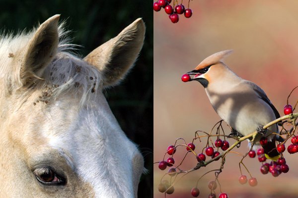Cream horse mane close-up on black background