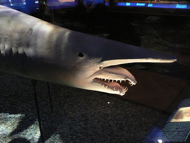Goblin Shark, Mitsukurina owstoni