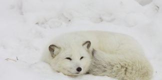 Quiz: If your life was made into a movie, which arctic animal would play YOU?