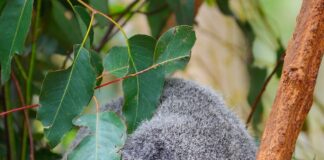 Pawsitively Hilarious Jokes #53