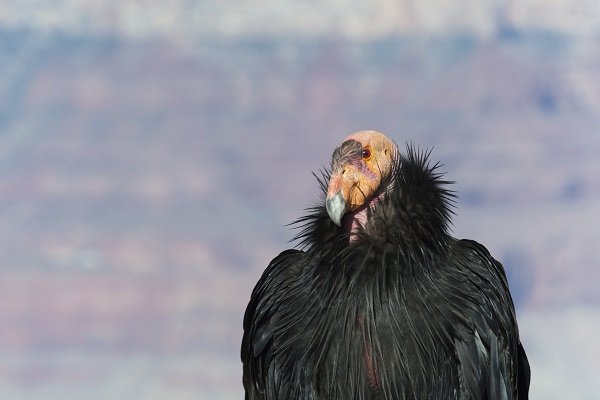 Californian condor