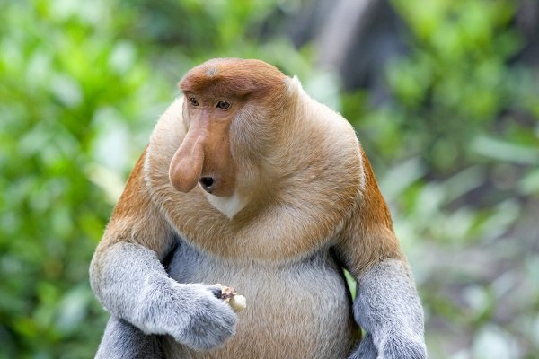 Proboscis monkey