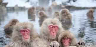 The Power of the Earth