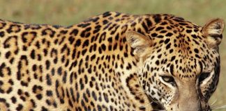 Why are Leopards Spotted?