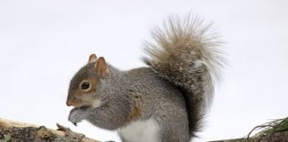 Squirrels Live in Leaf Balls