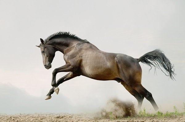 bay stallion plays