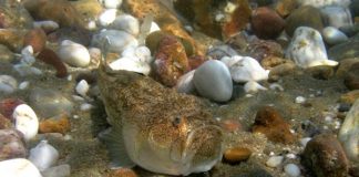 5 Animals that Make Sparks Fly!