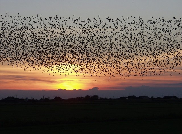 starling