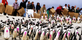 Ask the International Bird Rescue Anything!