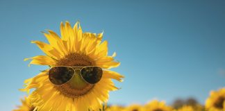 Keeping it Sunny in Nature