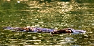 What makes a platypus so dangerous?