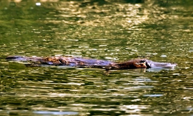 swimming platypus