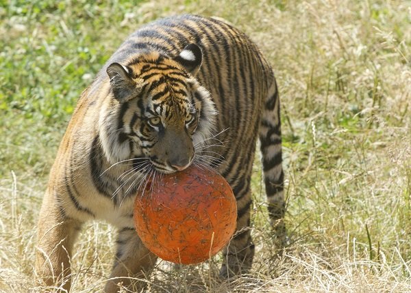 Tiger with ball