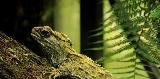 Three-eyed Lizard tuatura lizard