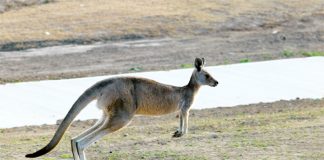 Pawsitively Hilarious Jokes #57