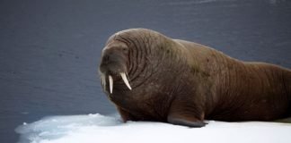 Walrus Teeth walrus ice floe