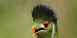 Top Ten Birds with Cool Hairstyles