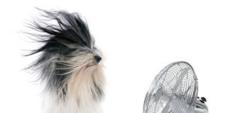 The Power of the Wind