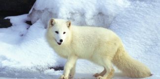 The Trendy Arctic Fox