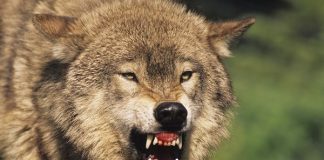 Top Ten Animals with Scary Looking Teeth