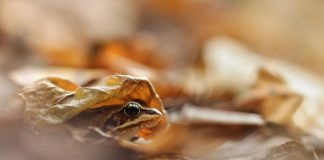 Caption This: What is this Wood Frog Thinking?