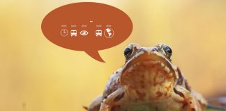 Can You Decode these Frog Jokes?