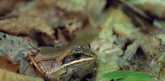 Turning into Frogsicles wood frog