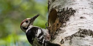 Industrial Strength Woodpecker woodpecker tree