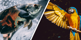 Would you Rather #26