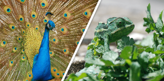 Would you Rather #37