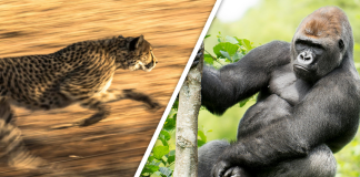 Would you Rather #83