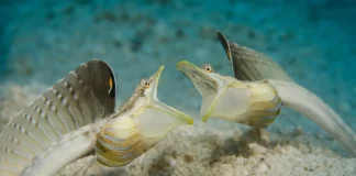 Caption This: What are these eels saying?