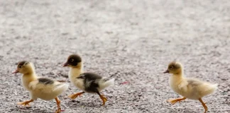 Pawsitively Hilarious Jokes #8